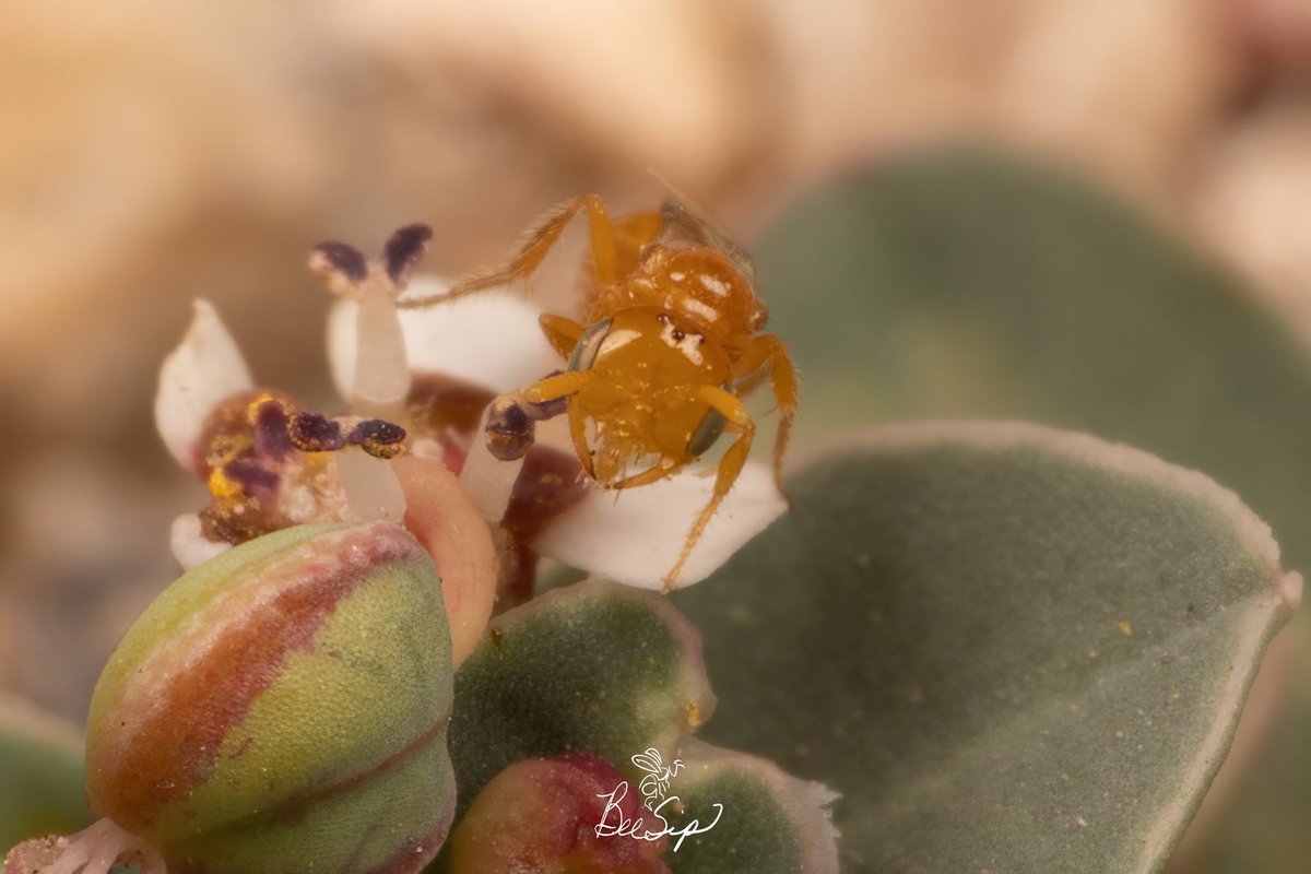 BeeSipOnline's tweet photo. Last Saturday I went back to photograph what is potentially the smallest bee—about 2 mm—in the world the Perdita minima on Euphorbia albomarginata
#beesip #perdita #nativebees #nikon #euphorbia #bees #nature #pollinators #sandmat #minima #perditaminima #SaveTheBees #biodiversity https://t.co/RXYzoXuGnk