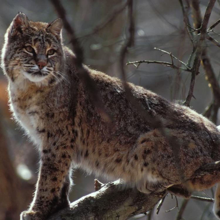 First up we have theBOBCAT-arguably the normalest Indigenous cat-a SINGLE bobcat may have been tamed by an ancient Hopewell person: promising-kinda US-centric6/10