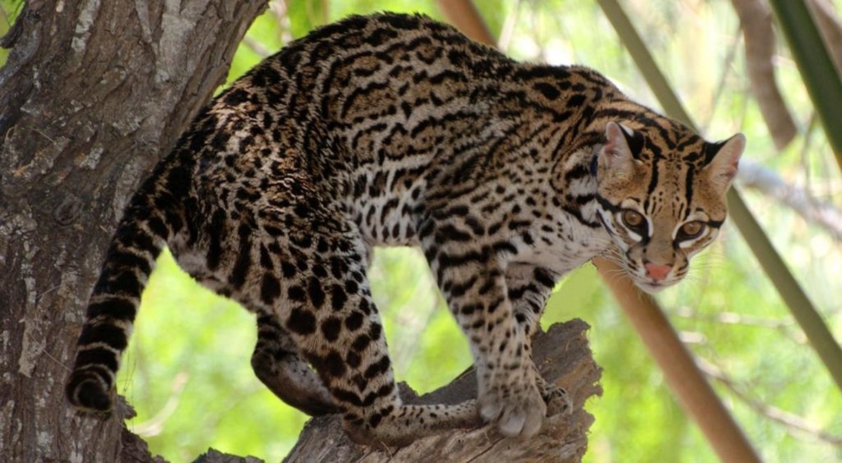OCELOT-compact but flashy design-athletic face shape-idk what else to say about it tho4/10