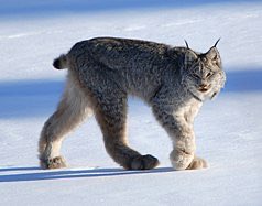 CANADIAN LYNX-y r ur legs like dat-big floof-THOSE TOE BEANS -have u ever seen that photo of the lady holding a lynx like in her arms??? Top quality cat content11/10
