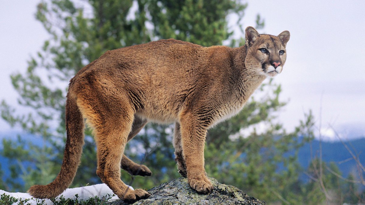 COUGAR/PUMA/MOUNTAIN LION-elegant, sleek, monochromatic-too many names, make up ur mind-easily coopted-by-humans image (puma shoes, cougar ladies)—why???7/10