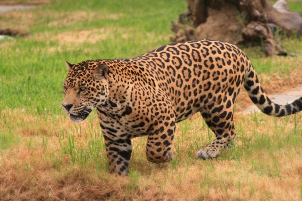 JAGUAR-the only true “big cat” in the Americas-if you forget: Jaguar spots have dots, leopards don’t-used to be in Texas too?? Can you imagine if Texas had jaguars8/10