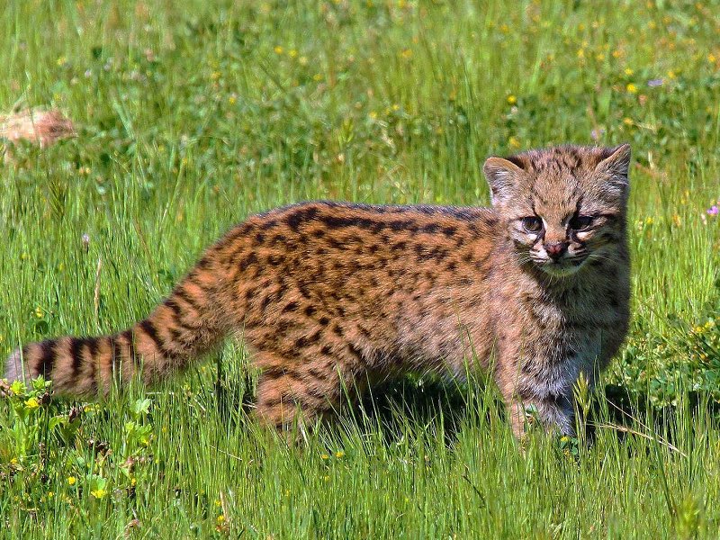 KODKOD-GREAT name-always looks kinda grumpy which is extremely relatable9/10