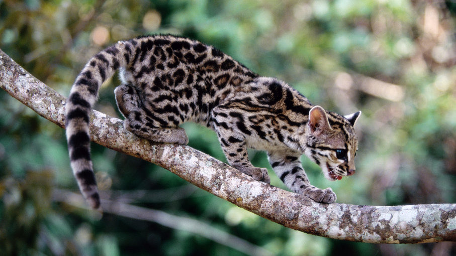 MARGAY-very sleek-unique flexible ankles for tree climbing10/10