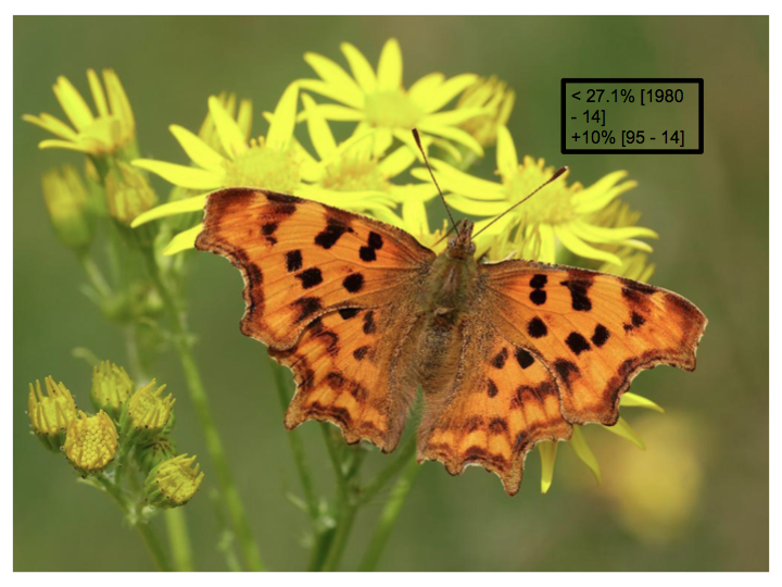 That's a snapshot of some of the 28... when I looked at the data for all 28... well, it was pretty bleak - small wins for small white and comma - everything else, curtains... so, I worked out how to fix it. First we need just TEN more plants...