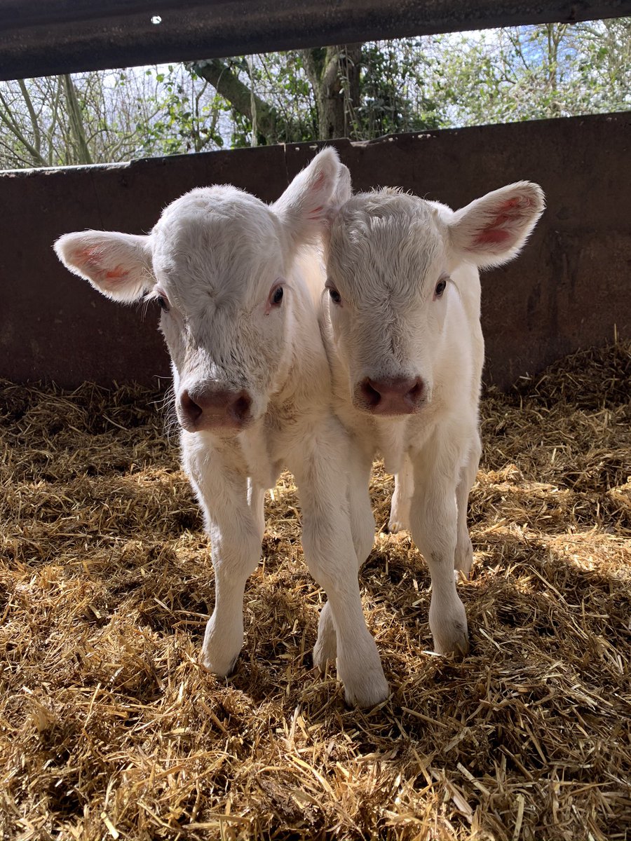 Annabelle Howell tweet media