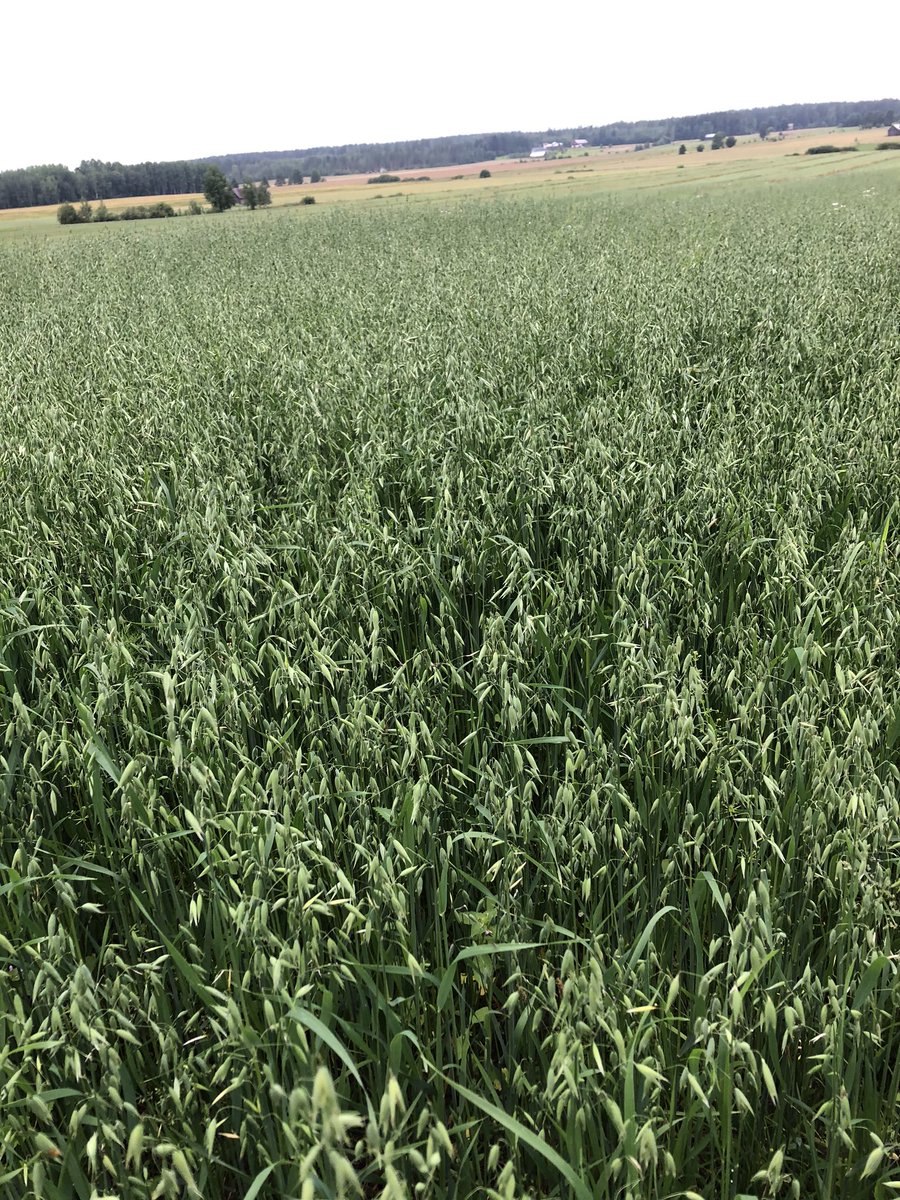 Lohkolla, josta keväällä löysimme useamman lieron, näyttää nyt tältä. Nurmi lopetettiin keväällä miniauroilla, jonka jälkeen lohko äestettiin 2 kertaa ennen kylvöä. Viikko kylvöstä kylvimme alusviljan, mutta sitä löytyi melko vähän tällä hetkellä.