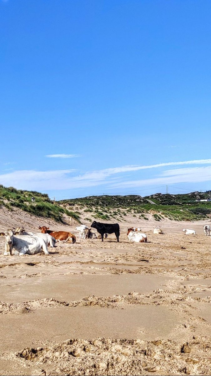 AgriAware's tweet photo. Staycations aren’t just for humans ☀️😄

Cattle soaking up the sun in Mullaghderg, Co Donegal 😎

📸: @_AoifeMurphy 

#AgCredible #Staycation #Ireland #Agriculture https://t.co/5Jmv5uP6Vn