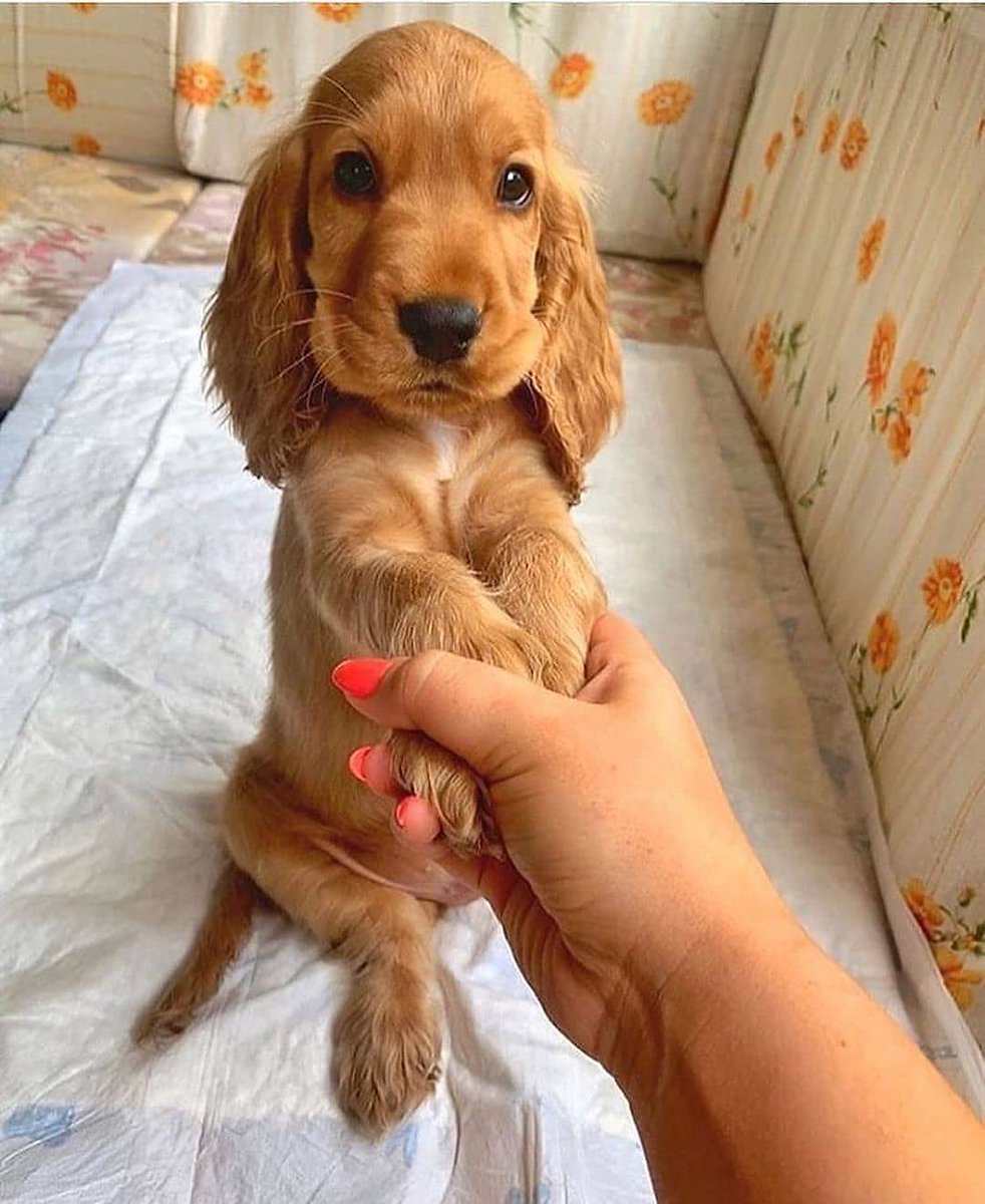 RealPetZone tweet picture