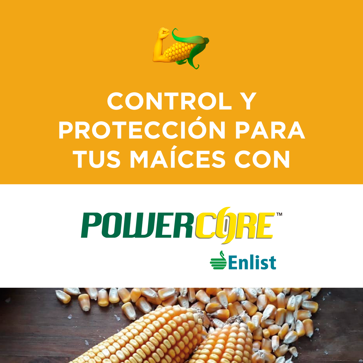 ALZ_Agro's tweet photo. La tecnología #PowerCoreEnlist #Nord es una gran solución para el mercado argentino, que permite tener, además de un híbrido de altísimo potencial de rendimiento, múltiples alternativas para cada situación de campo que se presenta.
Disponible en en maíces ACRUX.
¡Descubrila! https://t.co/TBwdreV7fH