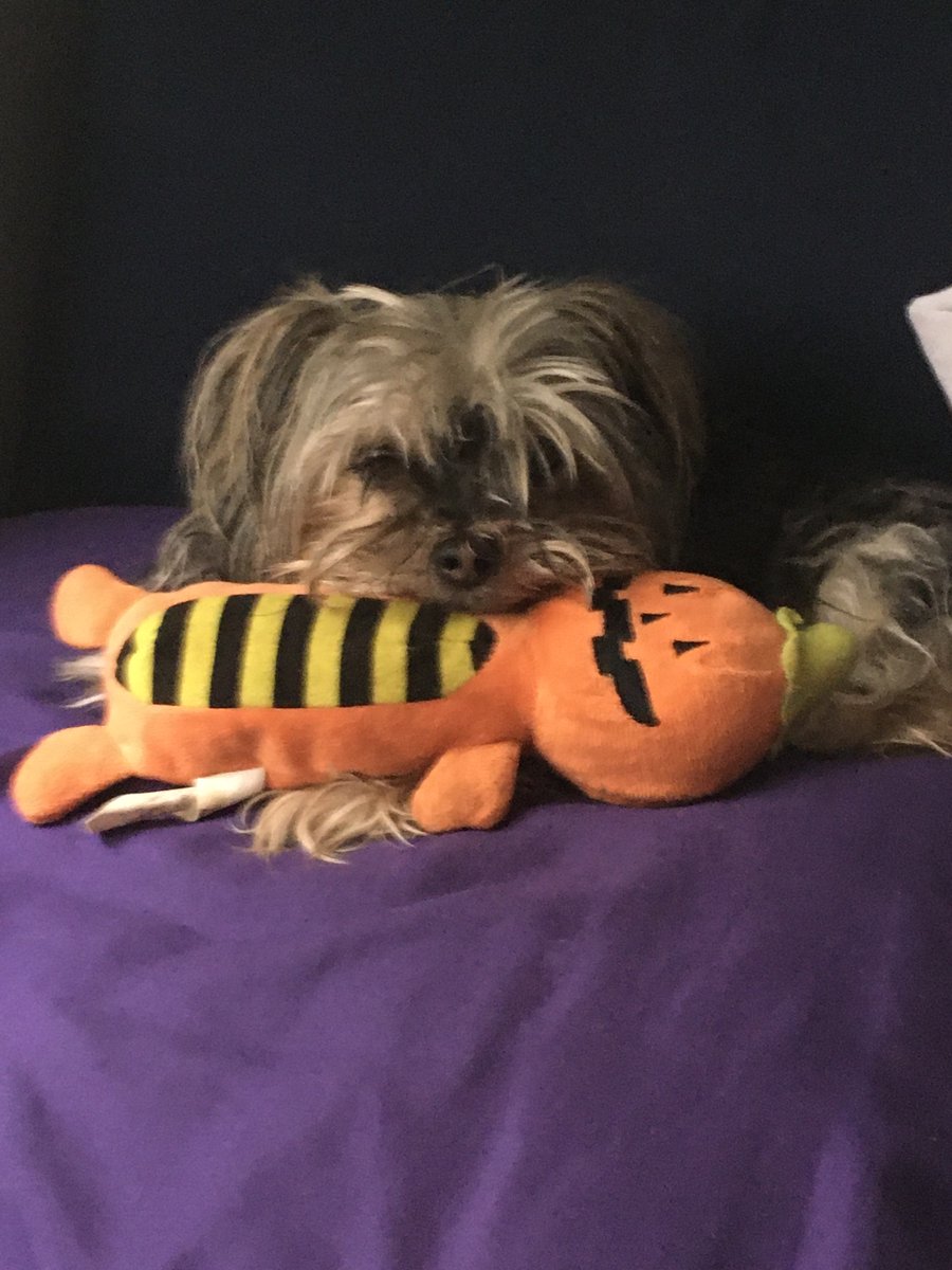 Omega126CPPS's tweet photo. This dog always has this toy here and I don’t know why. She never moves it or anything, it just sits there with her. Oh, this is Hazel, she’s not smart and smells bad all the time. https://t.co/0cPYT0pUBG