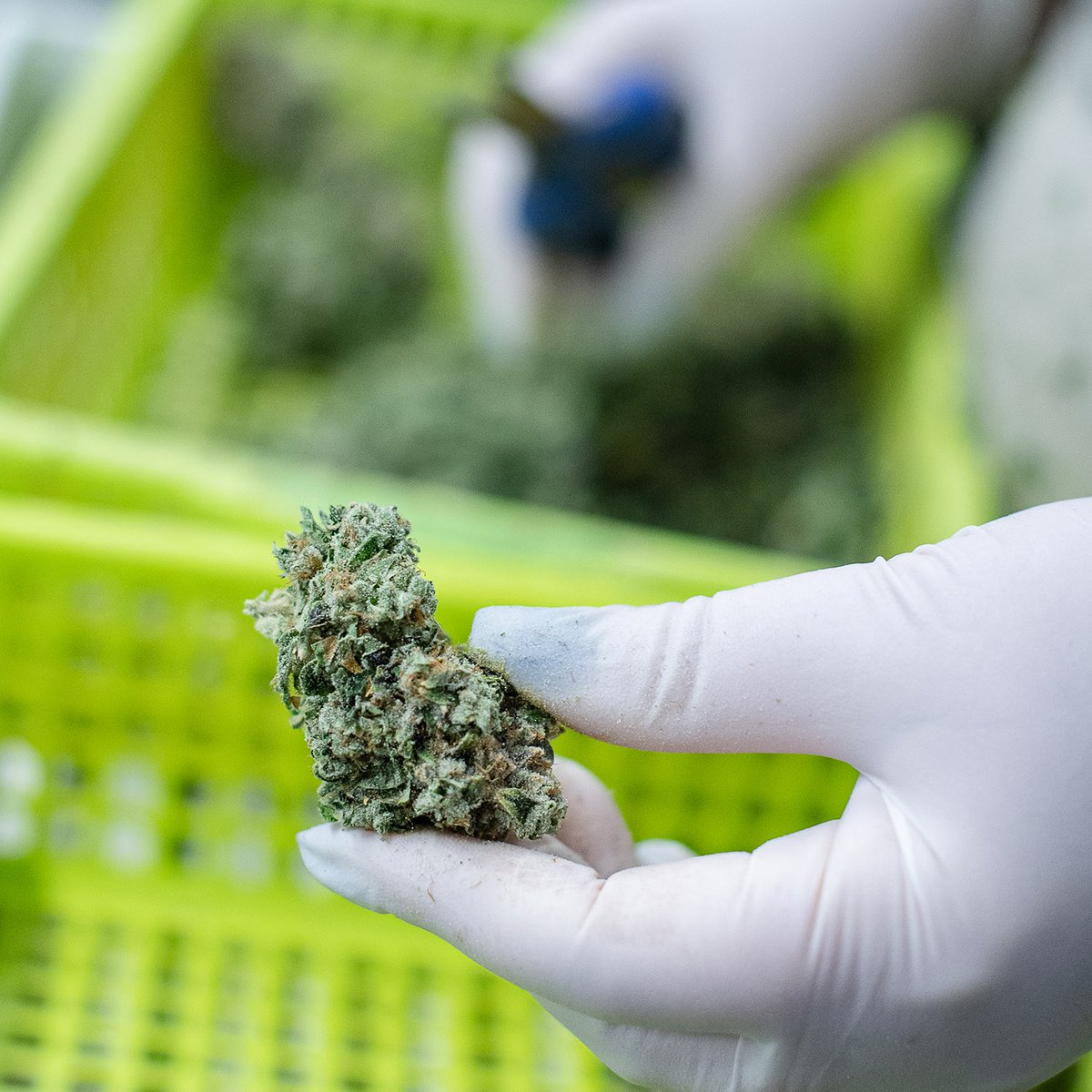 What makes a cannabis cultivator’s day? Trimming the crème de la crème of cannabis 🤤