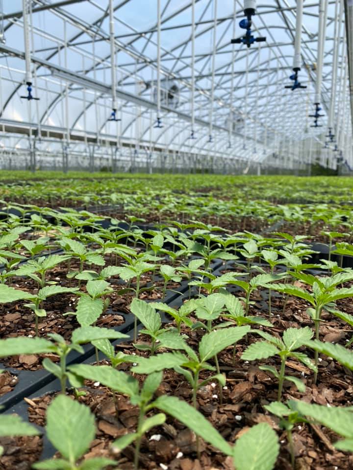 Don't judge each day by the harvest you reap but by the seeds that you plant.

#moderncrop #hemp #agriculture #hempprocessing #cbd