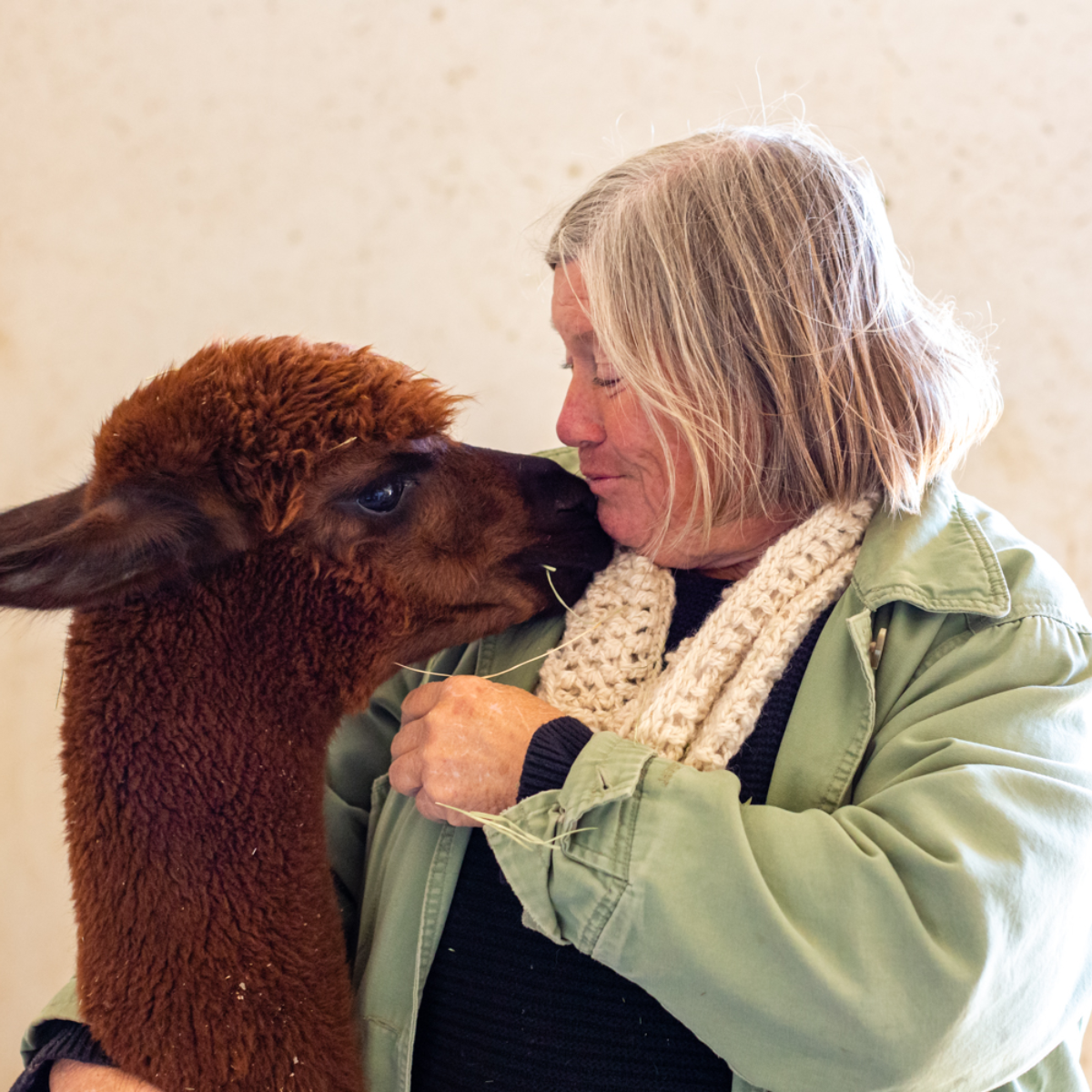 QueSeraAlpacas's tweet photo. Fact: A kiss from an alpaca can make anyone's day. https://t.co/yOGmEl2bwe