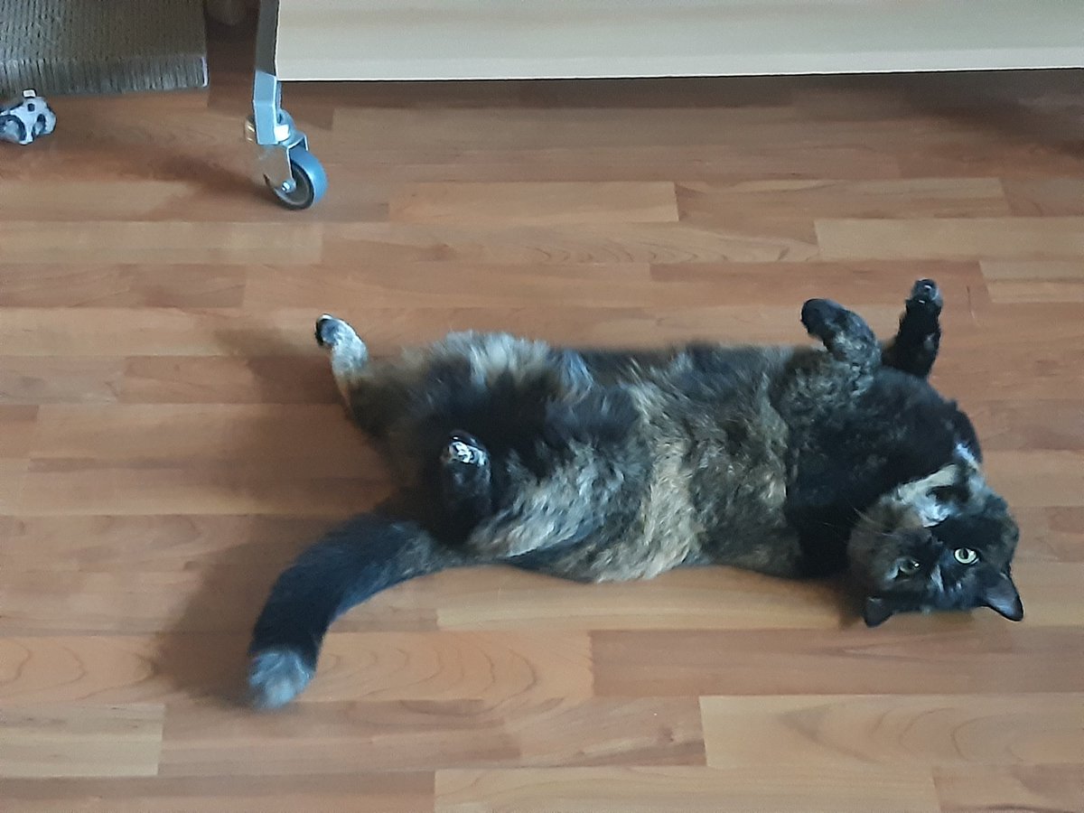 histofsex's tweet photo. Visiting a local friend and one of her kitties, Bella. #cutekitty #tortiseshell #schildpatt https://t.co/8OpPX2YnKP