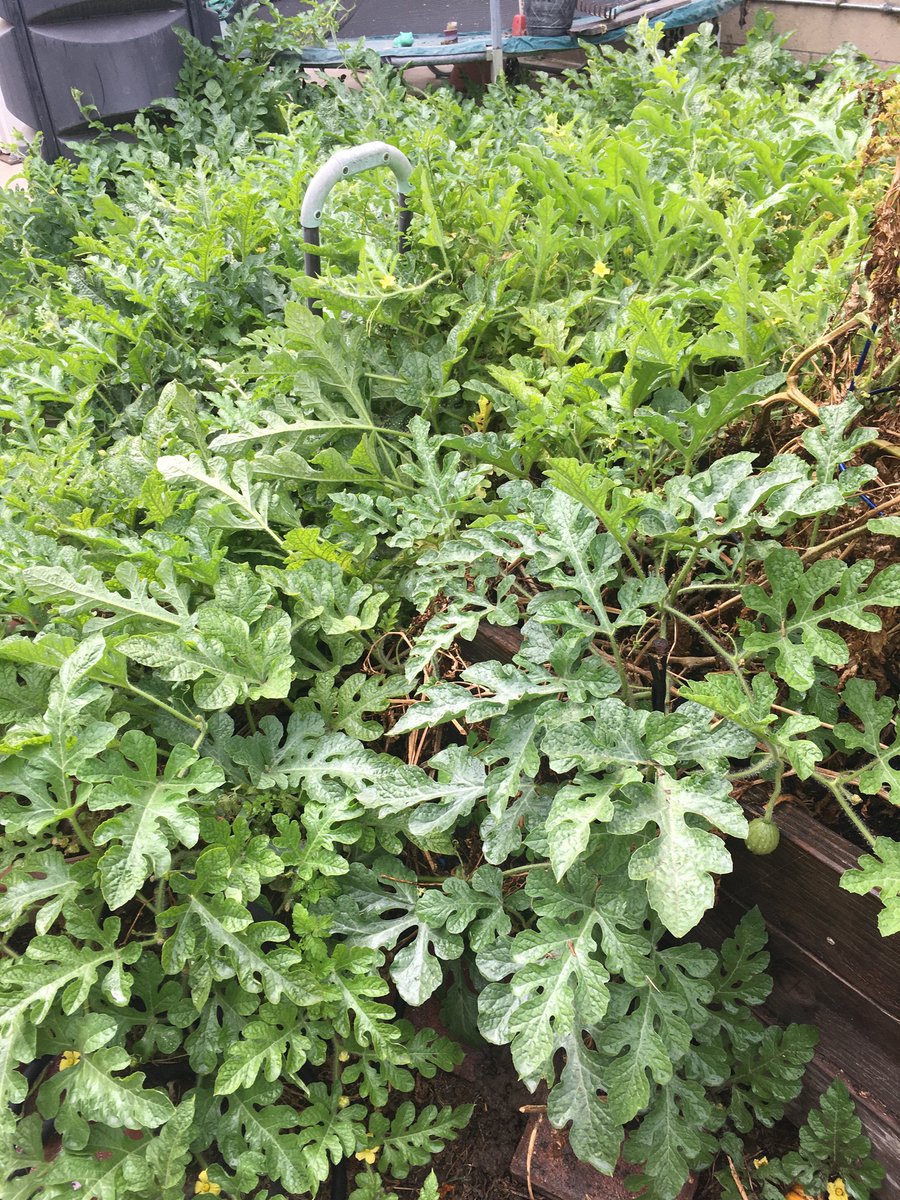 This was a mistake. (Pictured: a vast sea of watermelon plants. In the background, a 12-foot trampoline and a composter. In the middle, the handle of a garden cart, projecting up from the sea consuming it. We hope to see it again someday.)