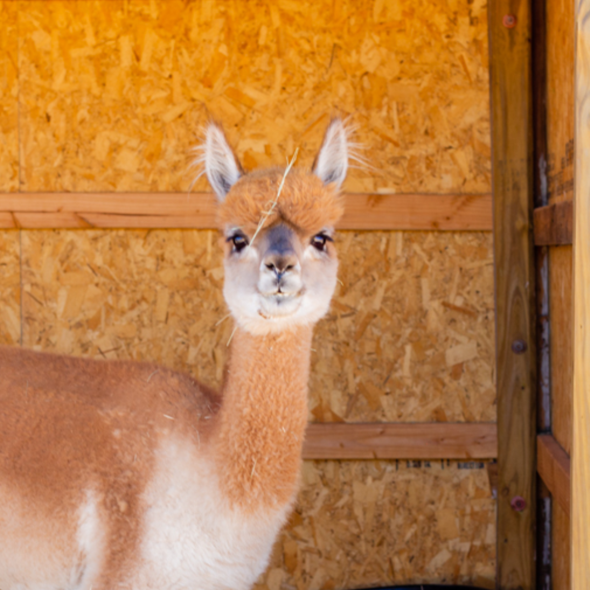 QueSeraAlpacas's tweet photo. From your friends here at Que Sera, we just want to wish you a great day, and we hope you're staying safe! https://t.co/UfwnqNCo41