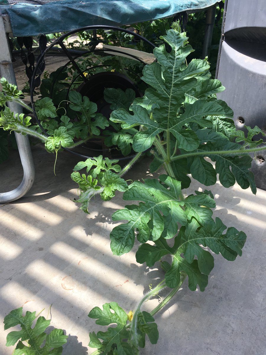 I keep finding … unexpected tendrils. This is a container with a built-in trellis that I used last year; somehow the watermelons found it, knocked it over, and then MOVED IT FOUR FEET.