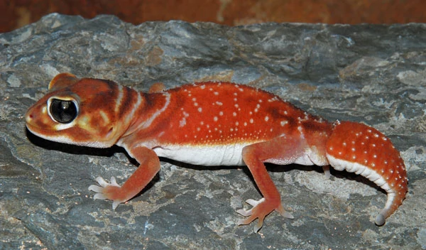 speak and spell - smooth knob-tailed gecko