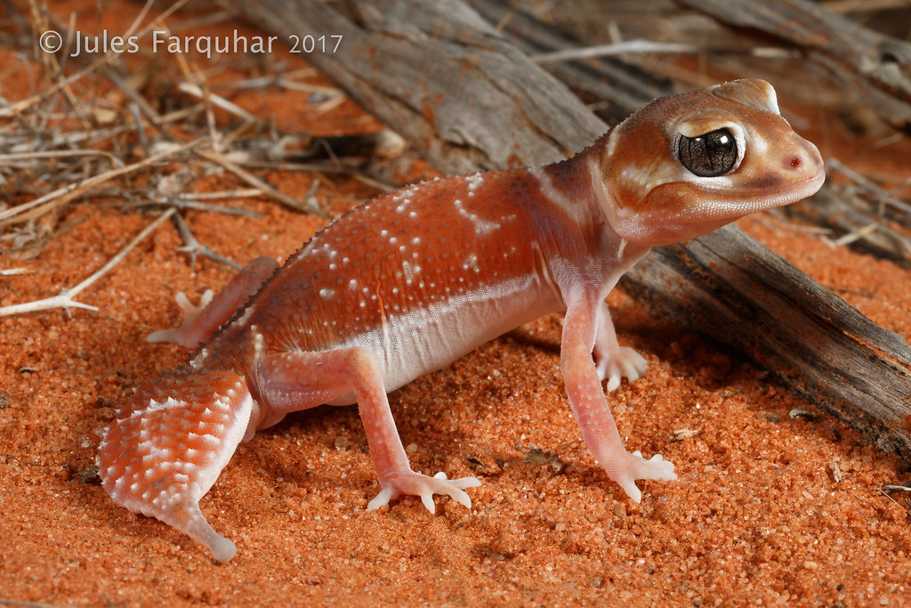 speak and spell - smooth knob-tailed gecko