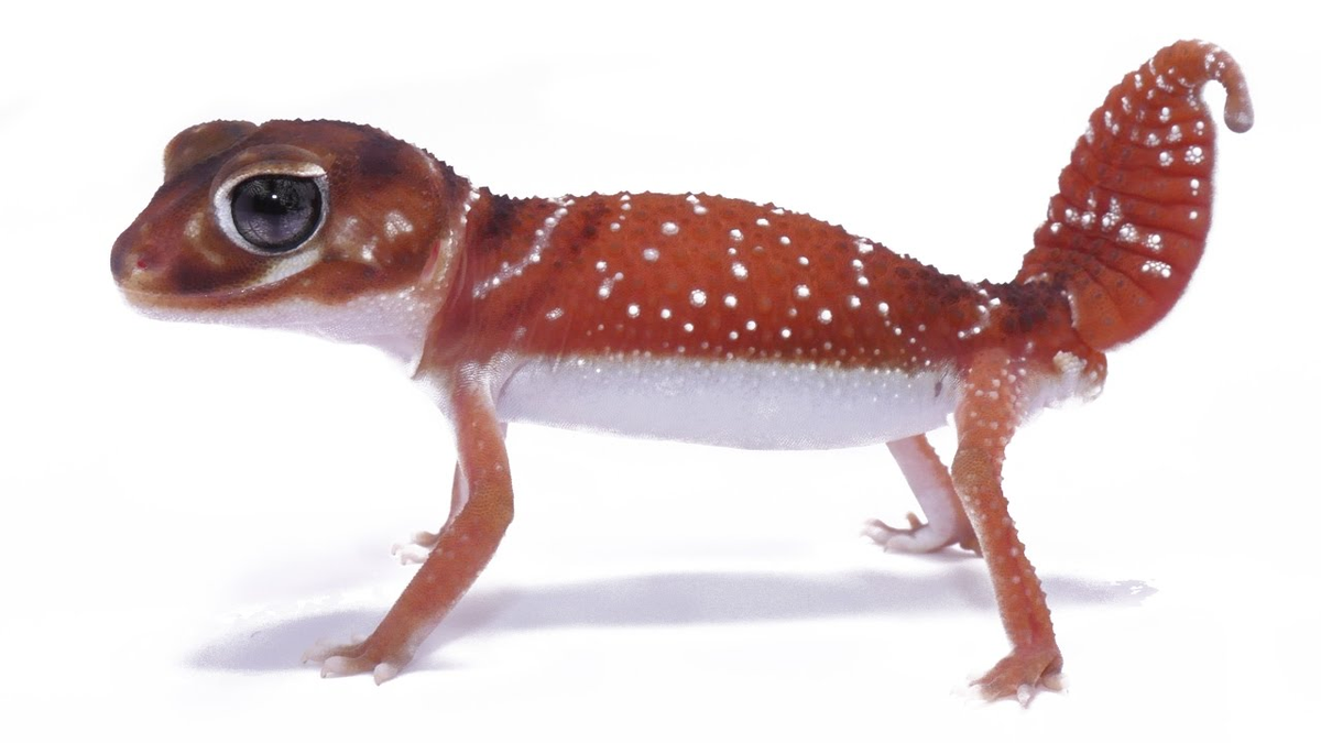 speak and spell - smooth knob-tailed gecko