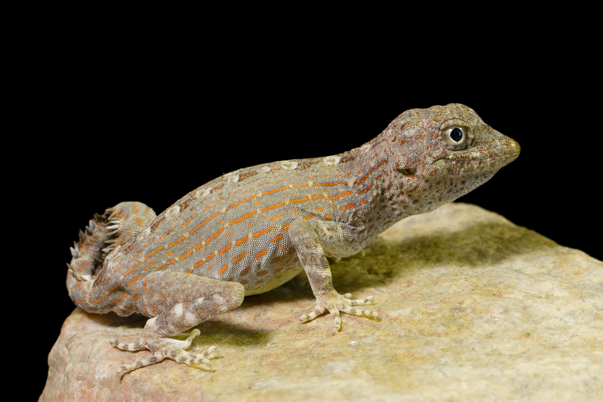 a broken frame - scorpion gecko