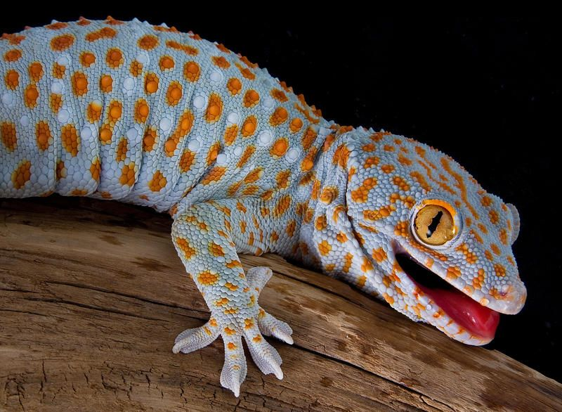 construction time again - tokay gecko