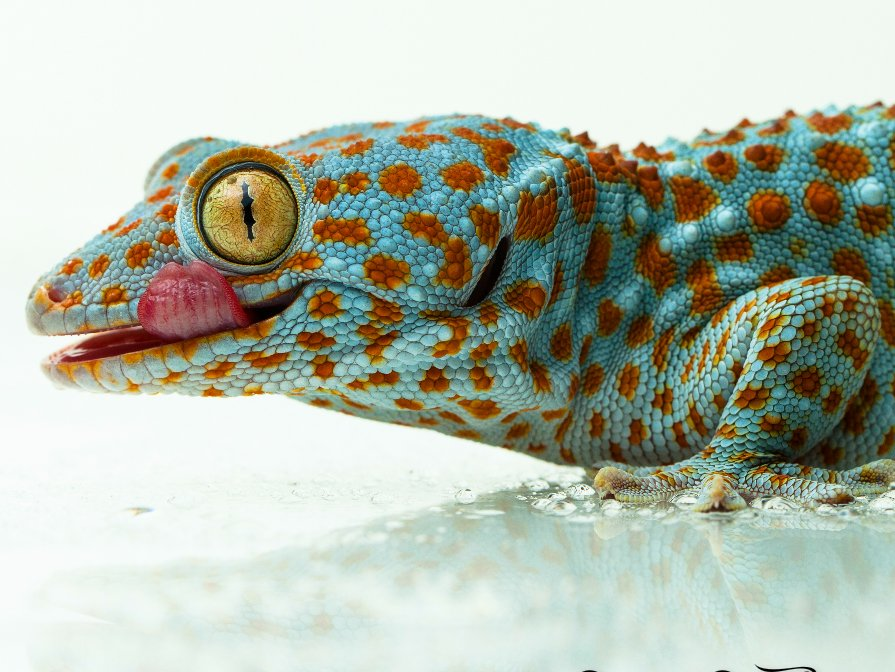 construction time again - tokay gecko