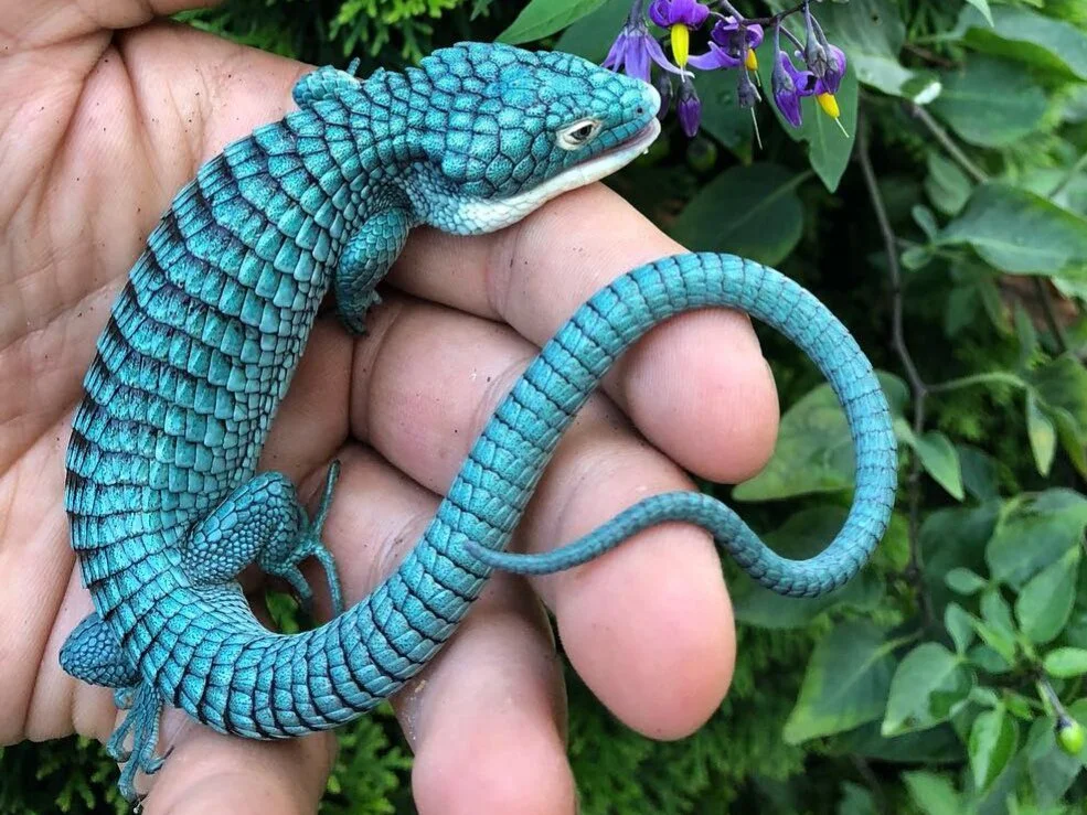 some great reward - arboreal alligator lizard