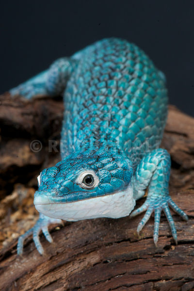 some great reward - arboreal alligator lizard