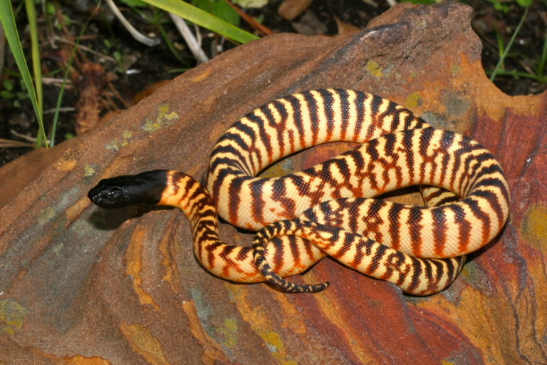 music for the masses - black-headed python