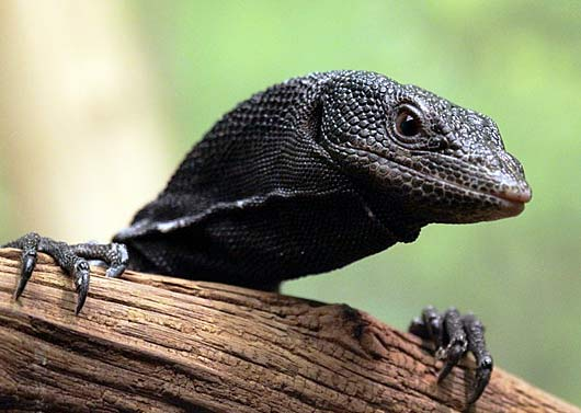 black celebration - black tree monitor