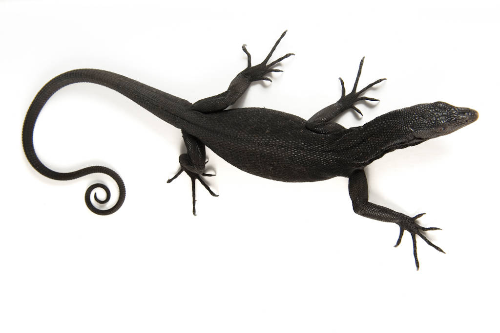 black celebration - black tree monitor