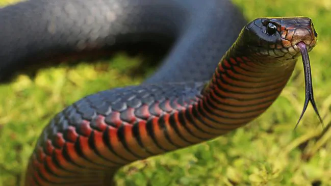 violator - red-bellied black snake