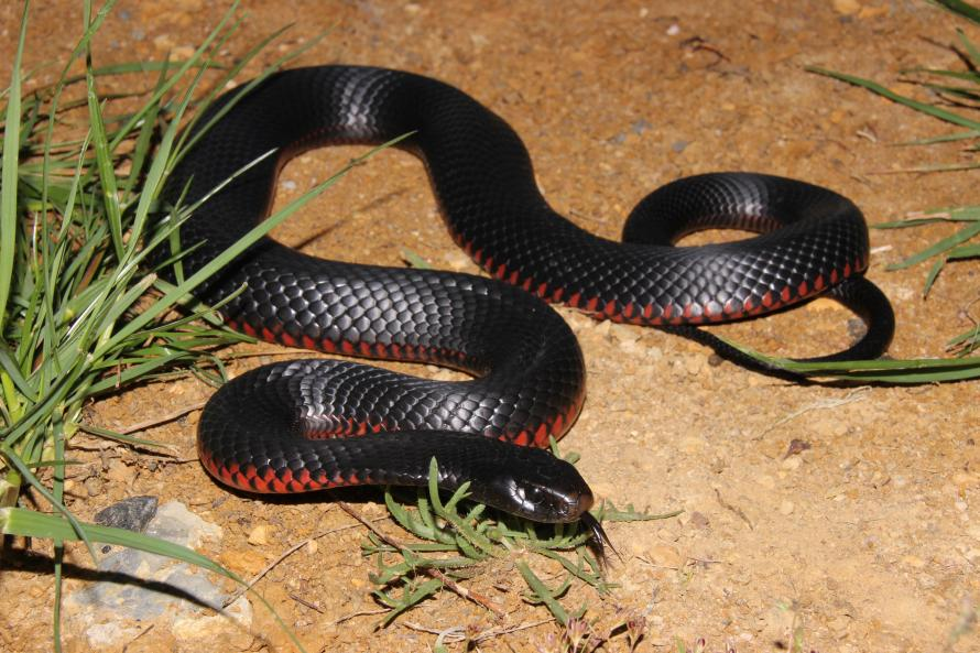 violator - red-bellied black snake