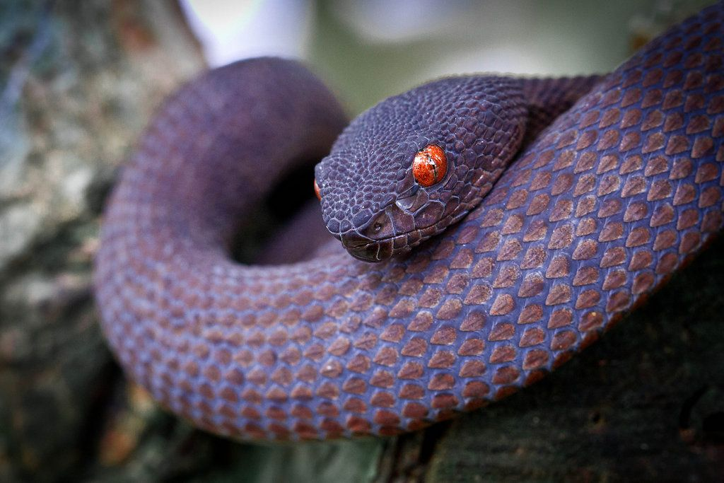 ultra - mangrove pit viper