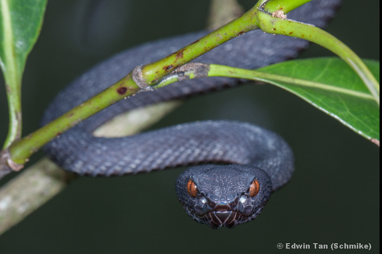 ultra - mangrove pit viper
