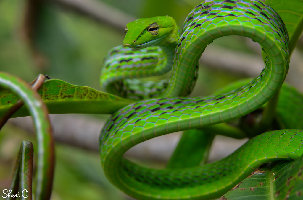 exciter - asian vine snake