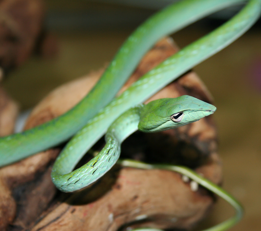 exciter - asian vine snake