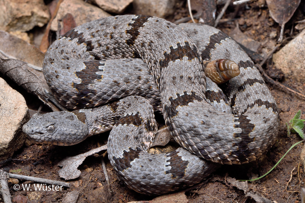 playing the angel - banded rock rattlesnake