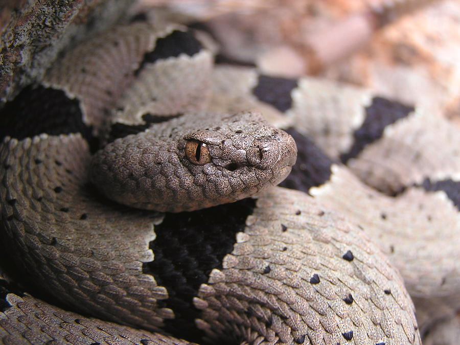 playing the angel - banded rock rattlesnake