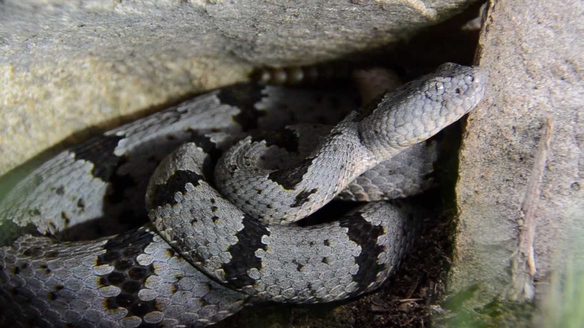 playing the angel - banded rock rattlesnake