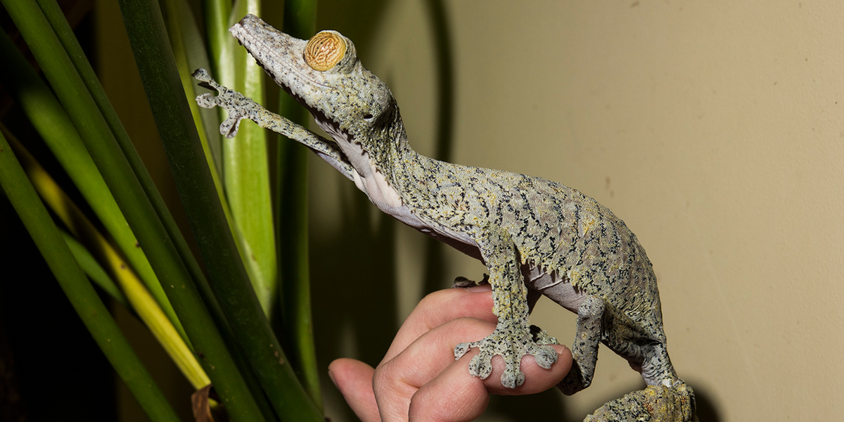 sounds of the universe - giant leaf-tailed gecko