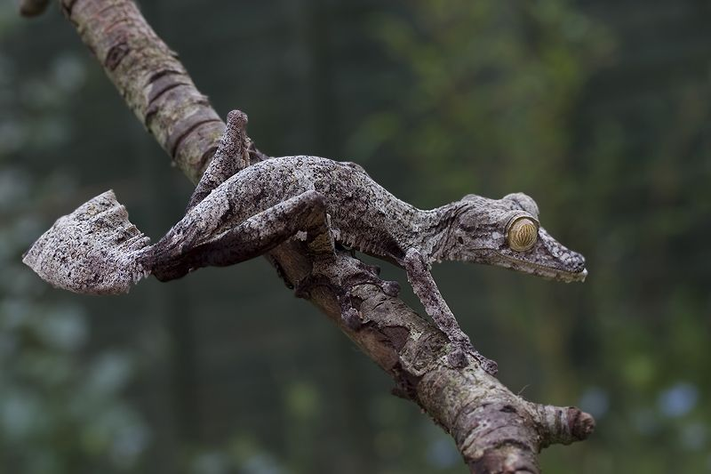 sounds of the universe - giant leaf-tailed gecko