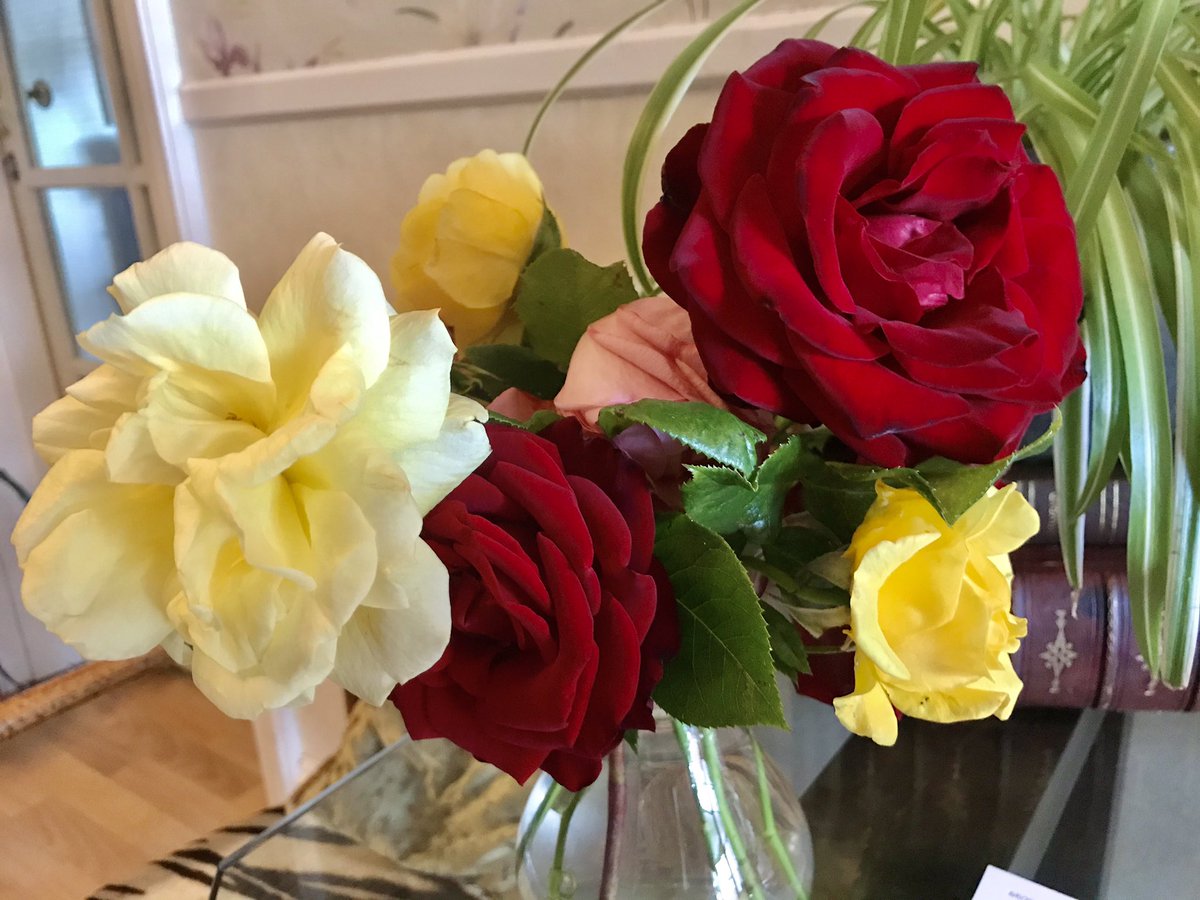 MarstonLodge's tweet photo. If only you could smell these blooms. Filling the air perfectly 🌷🌹🌷#roses #SummerFragrance #naturalcalm #LoveOurRoseGarden https://t.co/NjDkUoSDlK