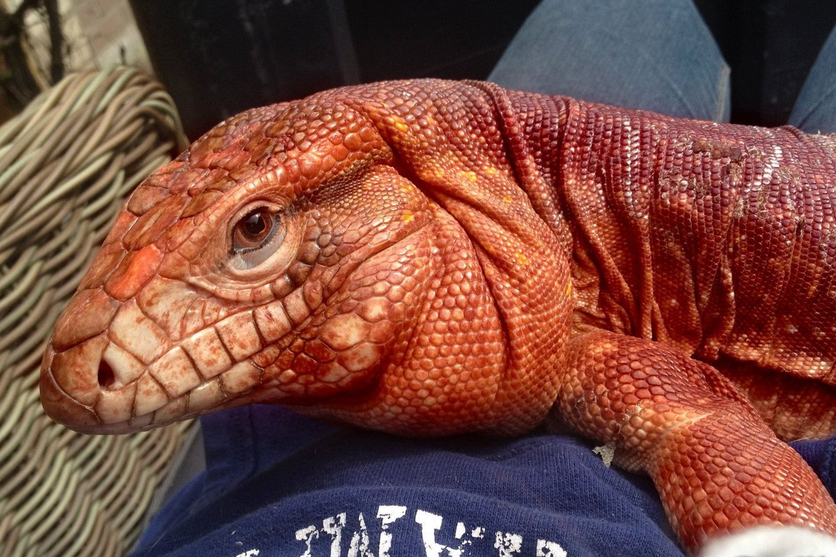 delta machine - argentine red tegu