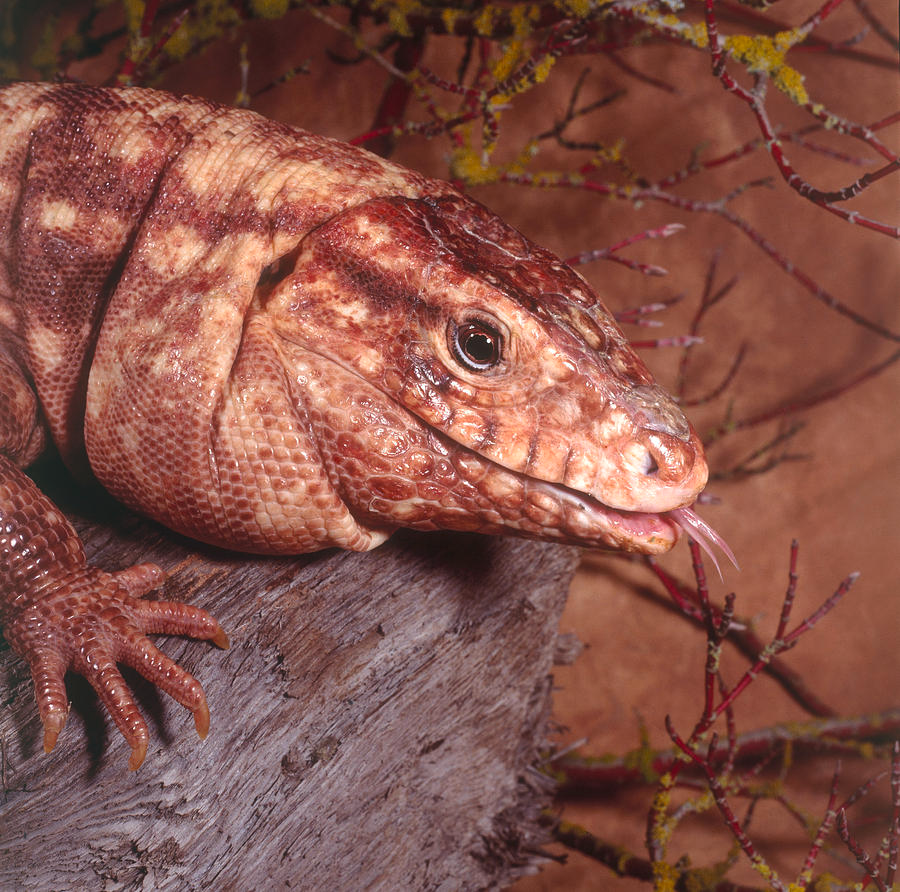 delta machine - argentine red tegu