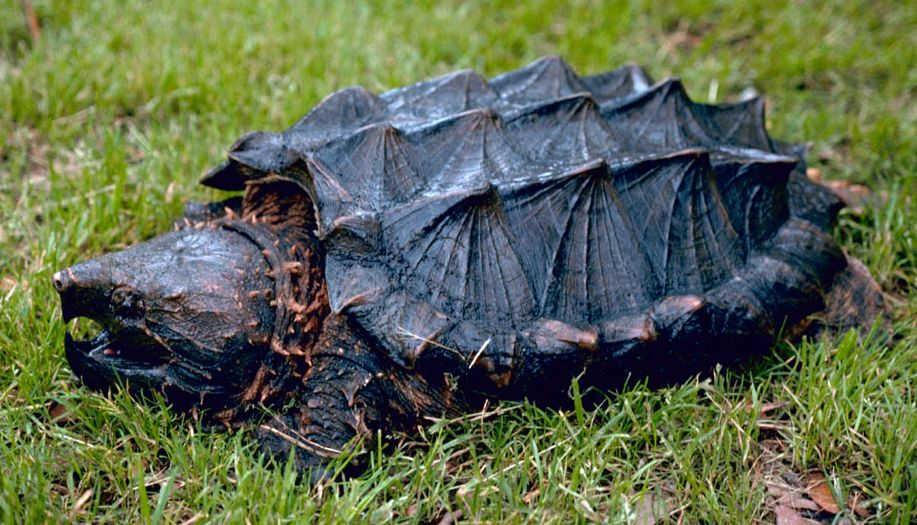 spirit - alligator snapping turtle