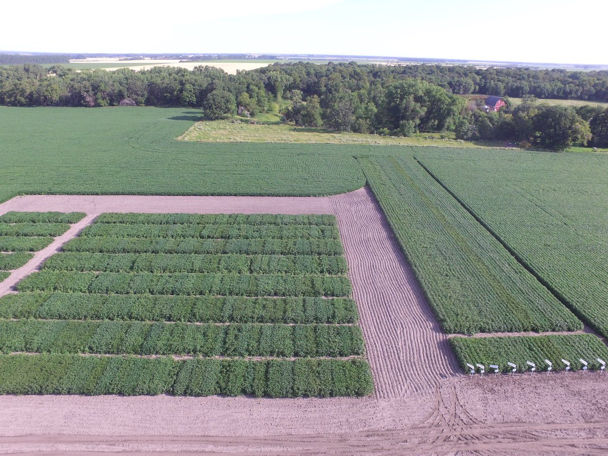 HankeySeed's tweet photo. Day 4: Here is a look at our soybean plots near the farm. The strip trial soybean plot is our Northstar Genetics plot where, like the corn plot, we use data, locally, to assist growers in making the right choice for their farm. The other plot you’ll see in the picture is an NDSU https://t.co/KYCo0h6AGR