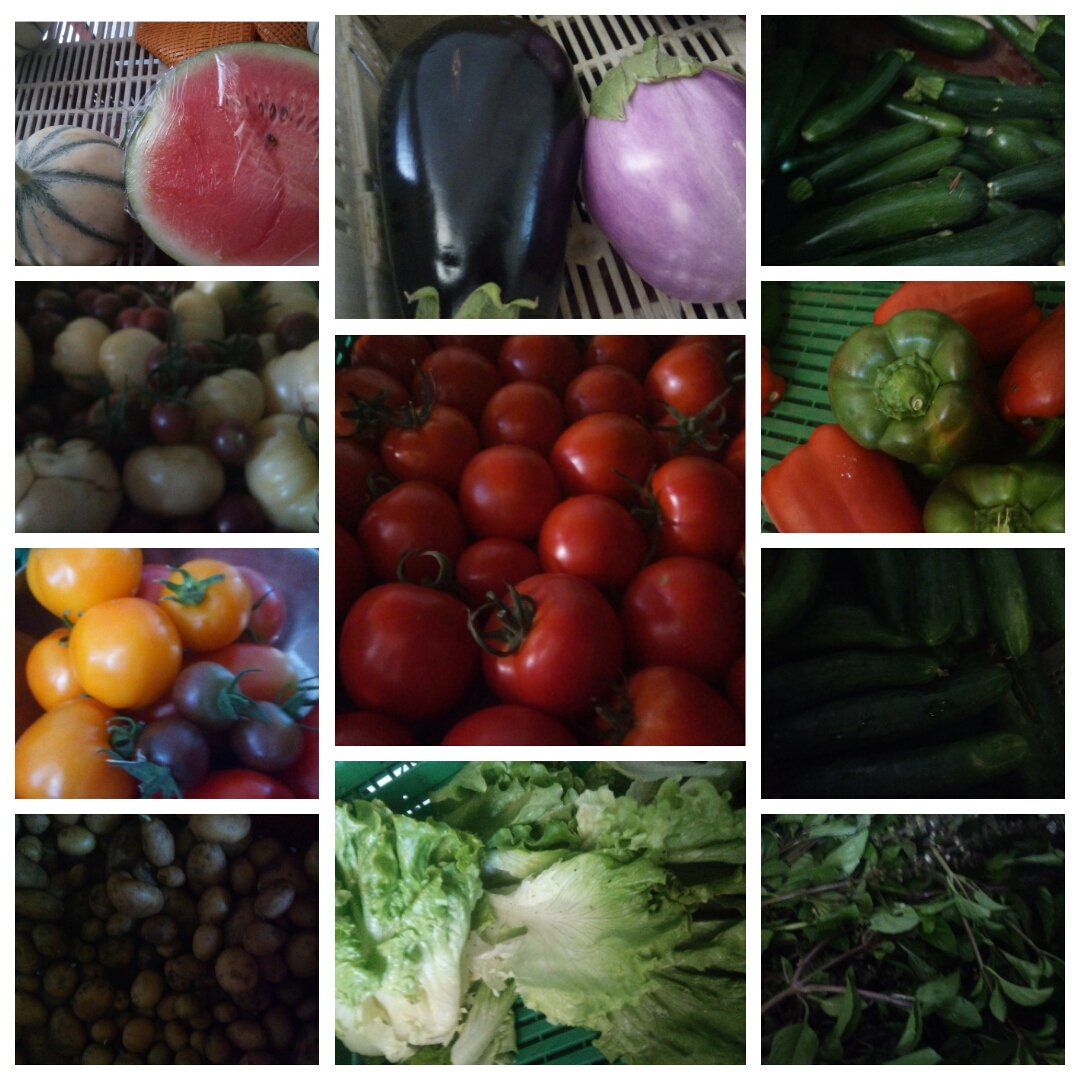 AmapRonceray's tweet photo. Cette semaine dans nos paniers de légumes bios, frais, de saison et de proximité : melon ou pastèque, aubergines, courgettes, poivrons, concombre, tomates, pommes de terre, salade et basilic. https://t.co/Y8mfnPqt9s